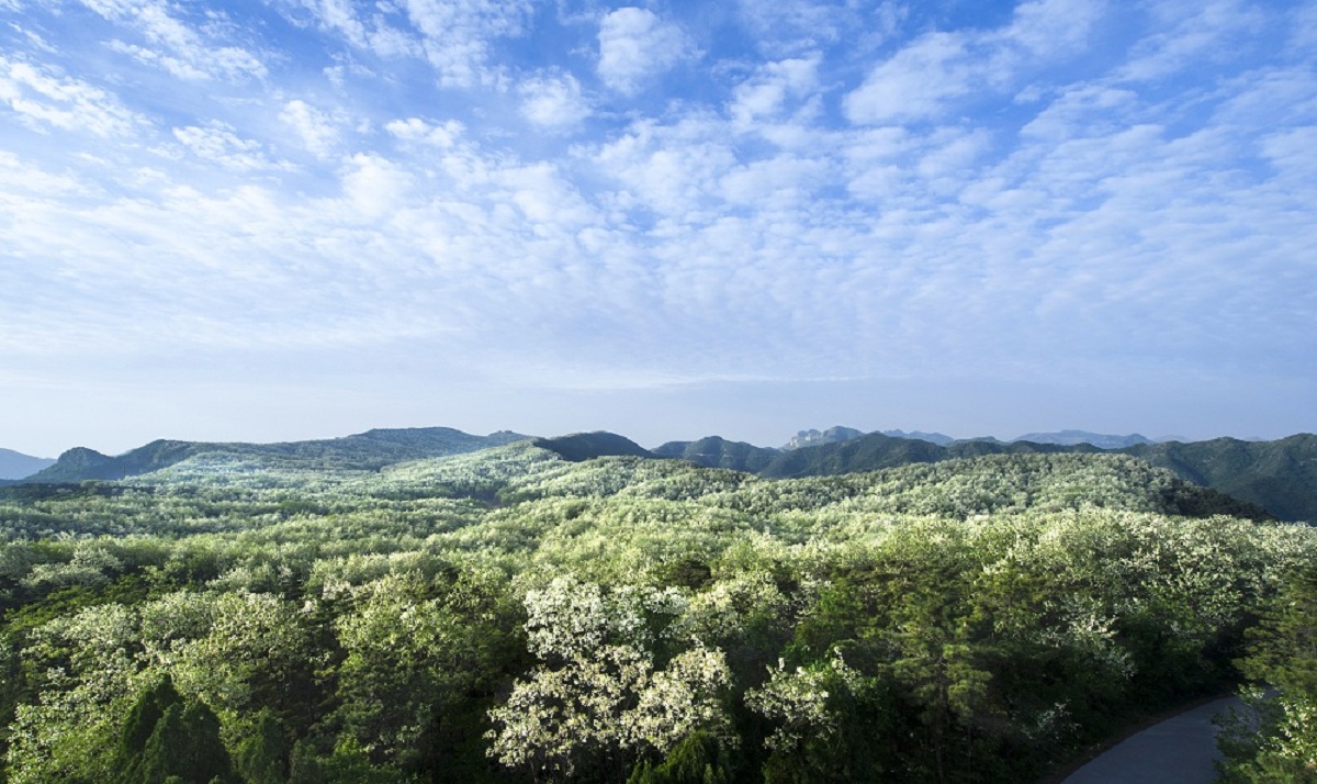 高山槐花开曲谱_槐花几时开简谱(2)