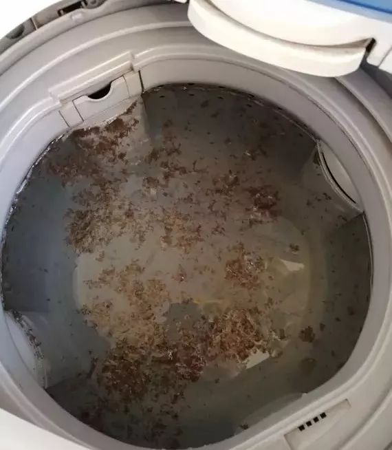 洗衣机不清洗,衣服越洗越脏!用它,把机子里的脏东西掏出来