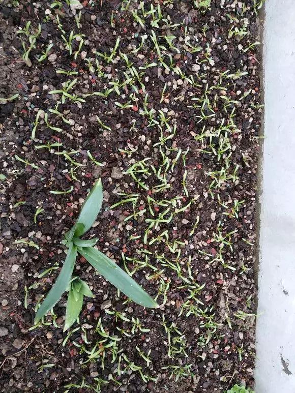 花,1把种子撒阳台,不用管也能变花海|波斯菊|花儿|月见草_新浪新闻