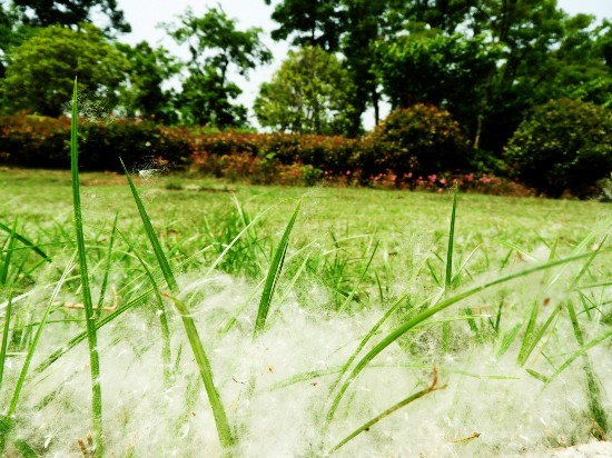 杨絮遍地 张孔生摄