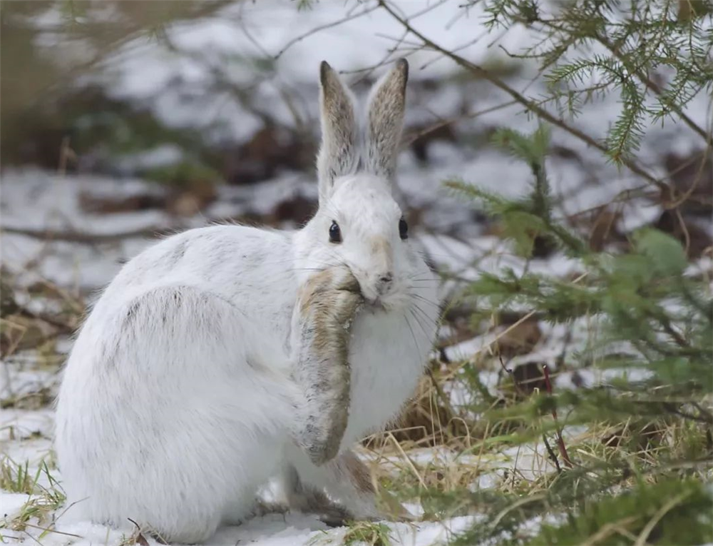 北极有种会变身的兔子除了吃草还会吃肉与羽毛