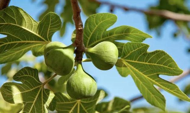 春天无花果长叶发芽的时候,做好这几点,夏天结出的果实又大又甜