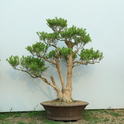 高大树木做成盆景更具观赏性陈小姐家的黄杨树太美了