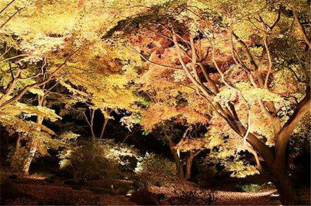 4种奇树之会发光的夜光树,为晚归的人照亮回家的路!