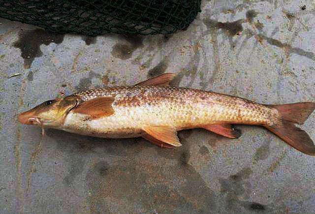 黄河钓到这种鱼千万别因长得丑扔掉听到价格让人不敢相信