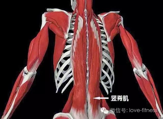 竖脊肌两侧同时收缩可使脊柱后伸和仰头,为强有力的伸肌,对维持人体