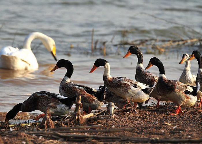 老总养鸭_养鸭场图片(3)