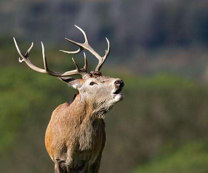 世界上体型最大的鹿科物种之一,名字很奇特,还和牛