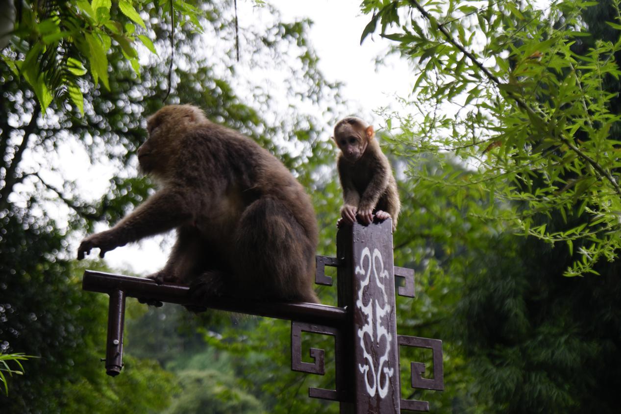 峨眉山峨眉猴,一道活动的风景