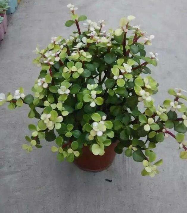 金枝玉叶这么养，苍劲有力变盆景，开花确是“老大难”|金枝玉叶|光照|温度_新浪新闻