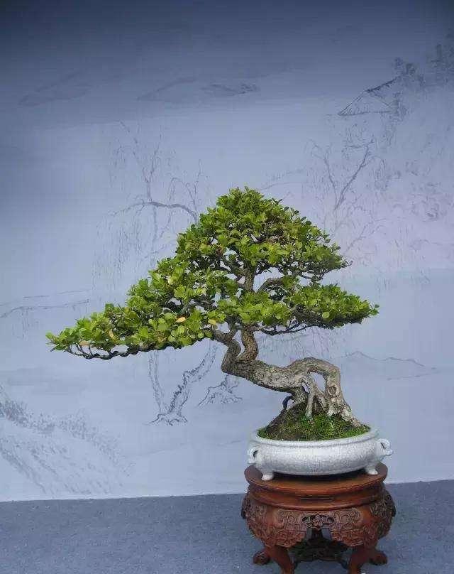 高大树木做成盆景更具观赏性陈小姐家的黄杨树太美了