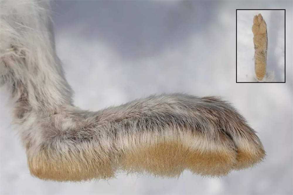 北极有种会变身的兔子除了吃草还会吃肉与羽毛