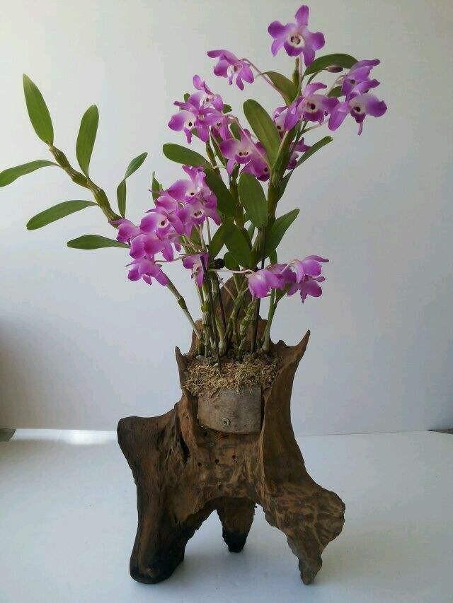 石斛兰这样做好这4大点,新手也能花开爆盆!