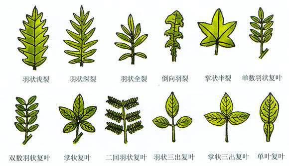 植物叶子背后的一些奇特的小秘密!