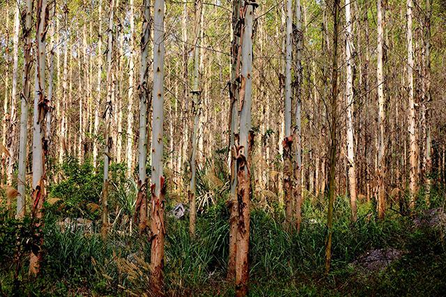 农村有两种树不能随便种,以前这树常见,现在可能会被罚款!