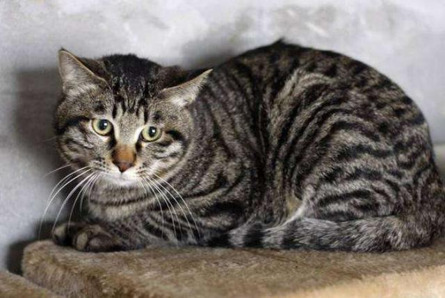 6种国产土猫,你最喜欢哪一种?第六种在国外的地位非常高!
