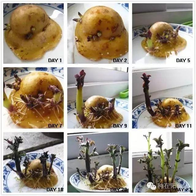 别以为种土豆光是为了吃, 还有很多你不知道的妙用!