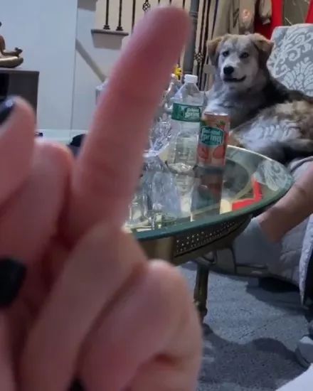 对着混血二哈竖中指,这货竟然看懂了,表情逐渐严肃.