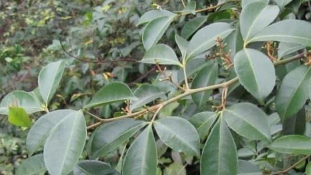 它便是"飞龙掌血",树干犹如飞龙,价值极高,遇见请保护