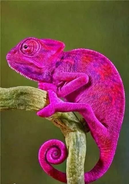 连眼球都是粉红色的蜥蜴,太可怕了!长腿美女"左右怎么不一样呢?