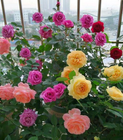 如果把月季花种植在光照不足的地方,不仅花量小,花期也较短