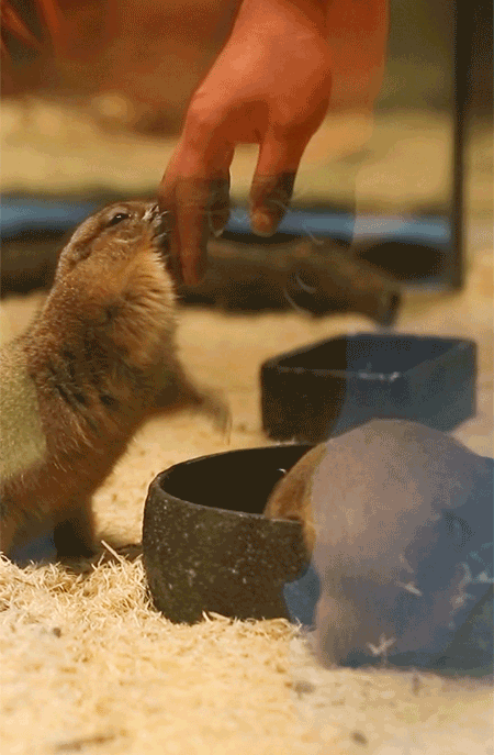 土拨鼠,龙猫,羊驼,袋鼠,细尾獴,小香猪,刺猬,孔雀.都萌化了!