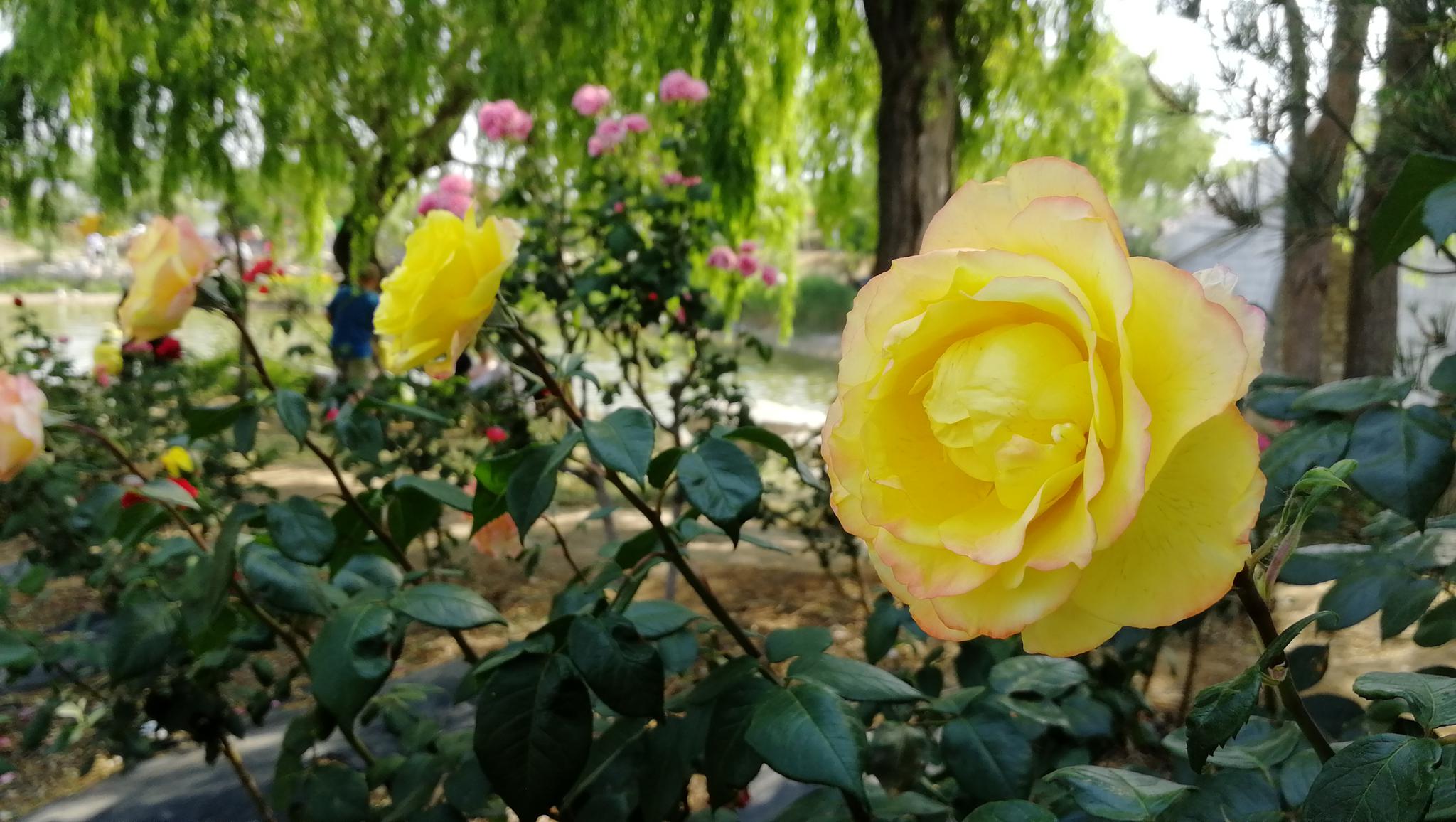 花开莱州月季为媒唱响文旅融合大戏