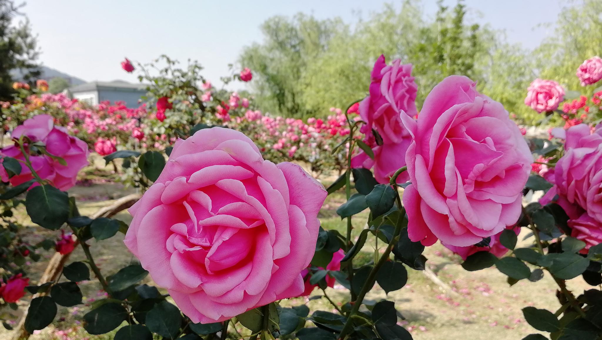 花开莱州月季为媒唱响文旅融合大戏