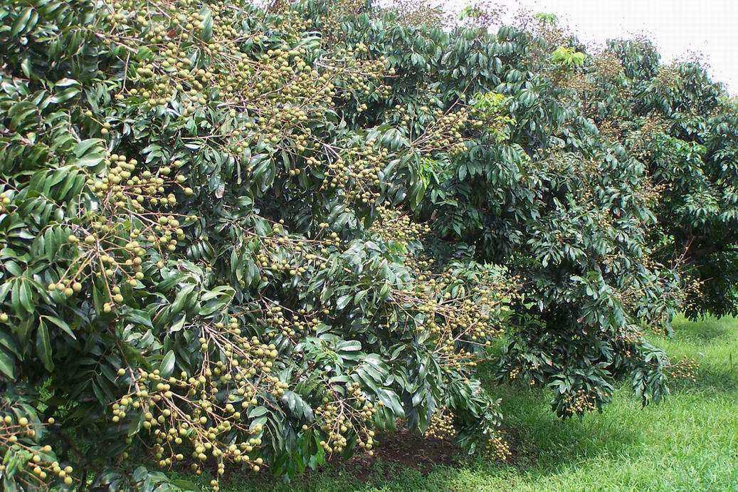 这么种植龙眼,不仅提升它的产量,还能比别人赚更多钱!