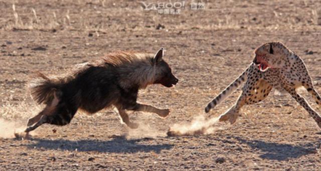 非洲鬣狗与猎豹的较量,猎豹:要不是我怕腿受伤,定然要你小命!