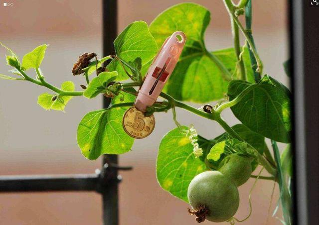 小葫芦|餐巾纸|播种_新浪新闻