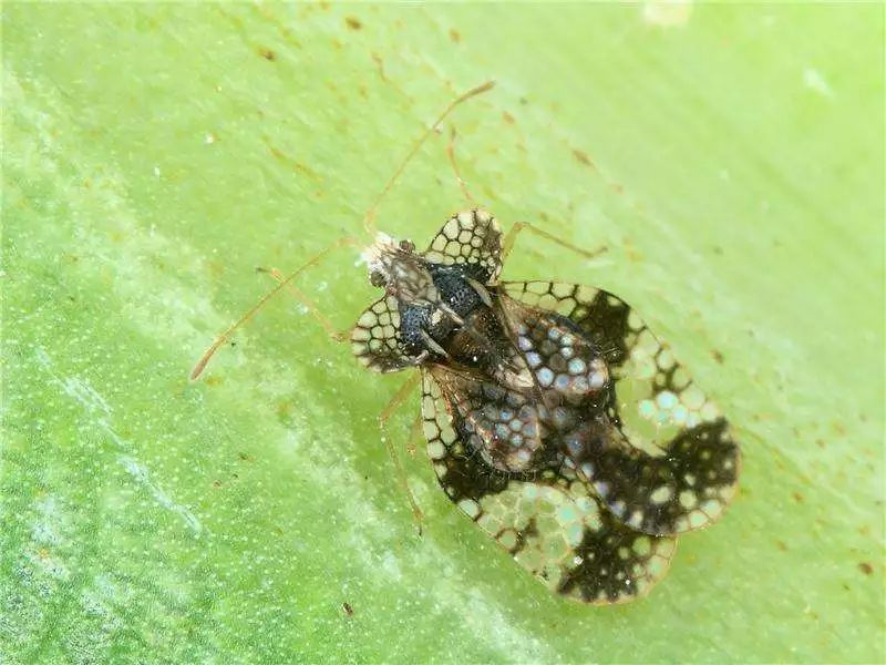 悬铃木方翅网蝽树:我的物理,化学"防身术"自然界的一切都是环环相扣