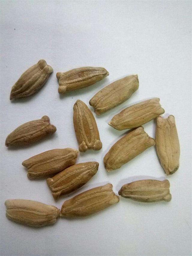 剩下这些饱满健康的种子就是我们种葫芦的种子啦