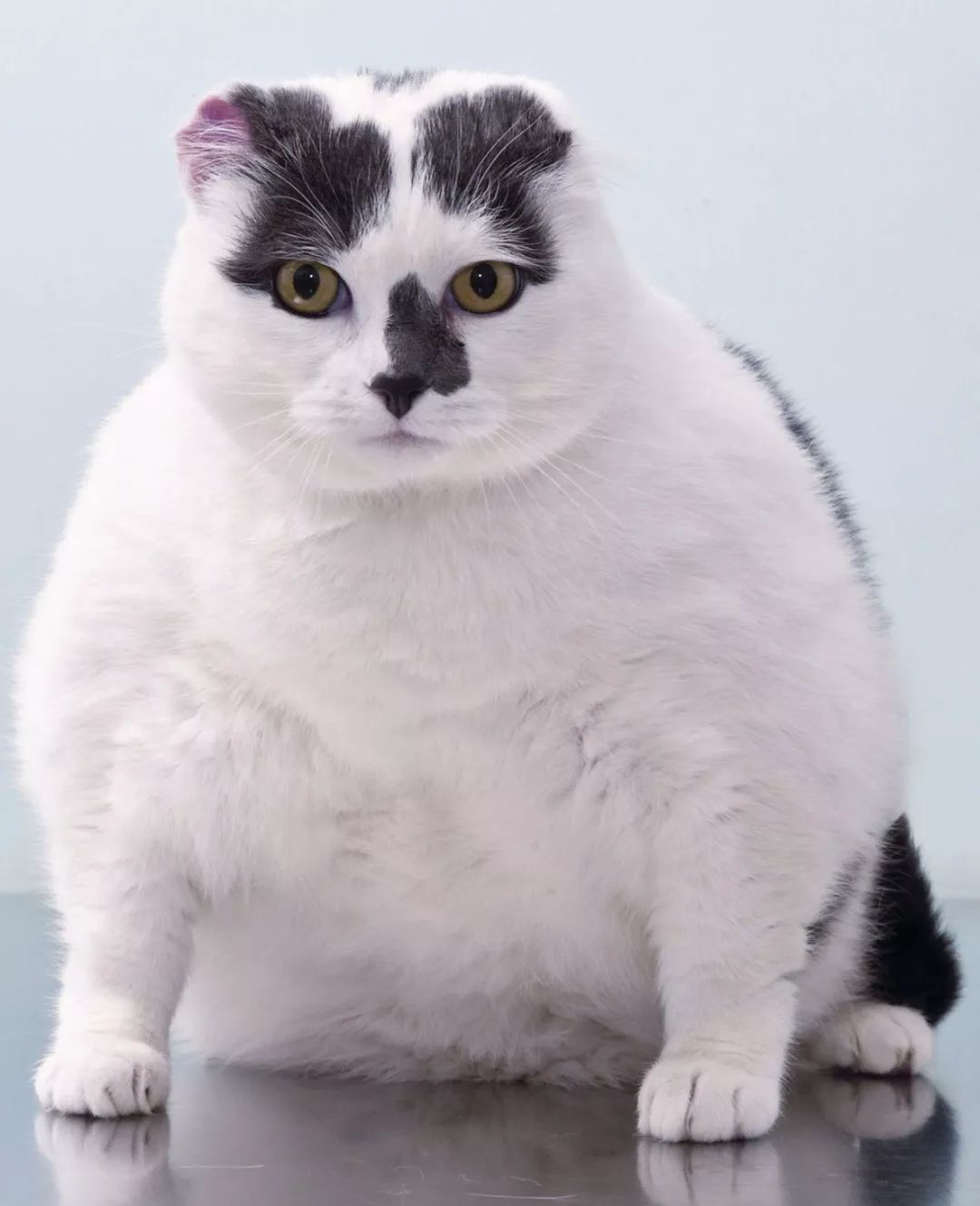 英国举办的宠物减肥大赛,其他毛孩子都瘦了,却唯独橘猫瘦不了!