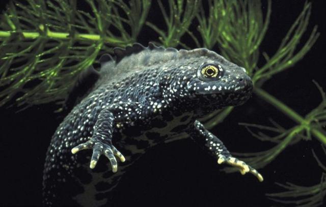 世界上唯一能称为龙的动物蝾螈
