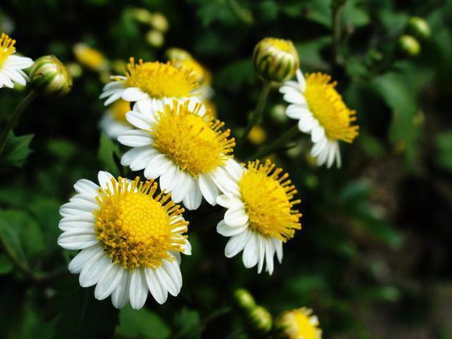 喜欢菊花怎么能不知道"母菊"呢?泡茶喝能增强记忆,还美容养颜
