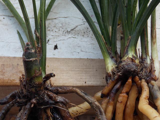 兰花的老芦头要不要去掉,很多花友比较困惑,来谈谈我的看法