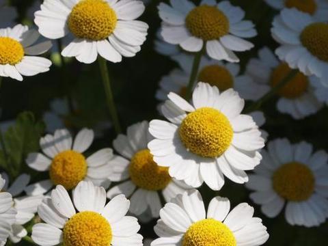 喜欢菊花怎么能不知道“母菊”呢?泡茶喝可以美容养颜增强记忆力|母菊|菊花|泡茶|记忆力|美容_新浪新闻