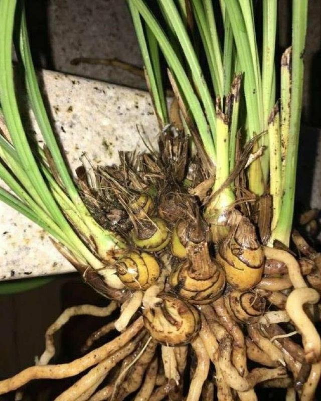 兰花的老芦头要不要去掉,很多花友比较困惑,来谈谈我的看法