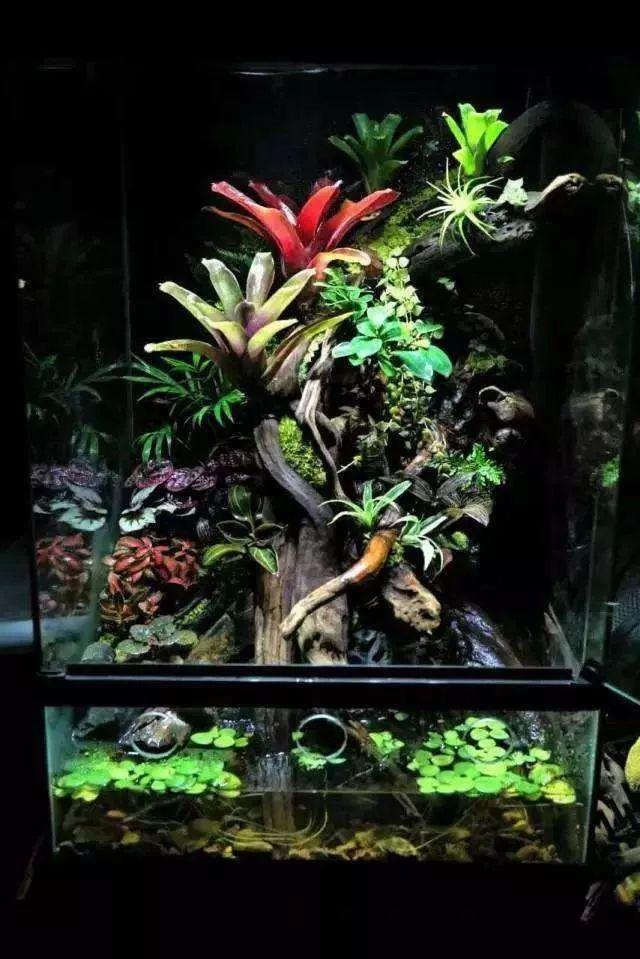 如果热带雨林是地球的绿肺,那雨林缸是家庭的绿肺,雨林造景培训