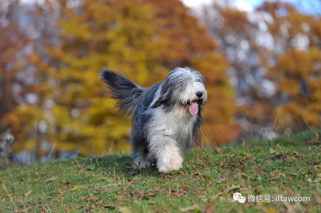 世界犬种-英国古代牧羊犬