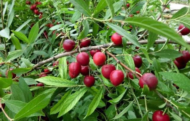 的"钙果",山上看到一定得摘,既能吃价值还高|钙果|野果|欧李_新浪新闻