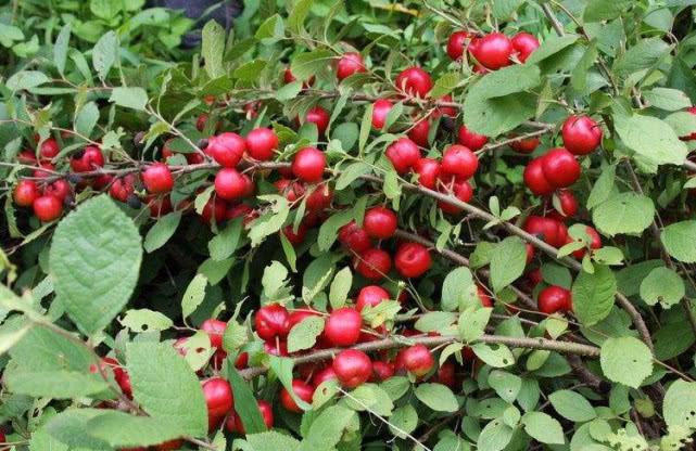 它是农村人人赞誉的"钙果",山上看到一定得摘,既能吃价值还高