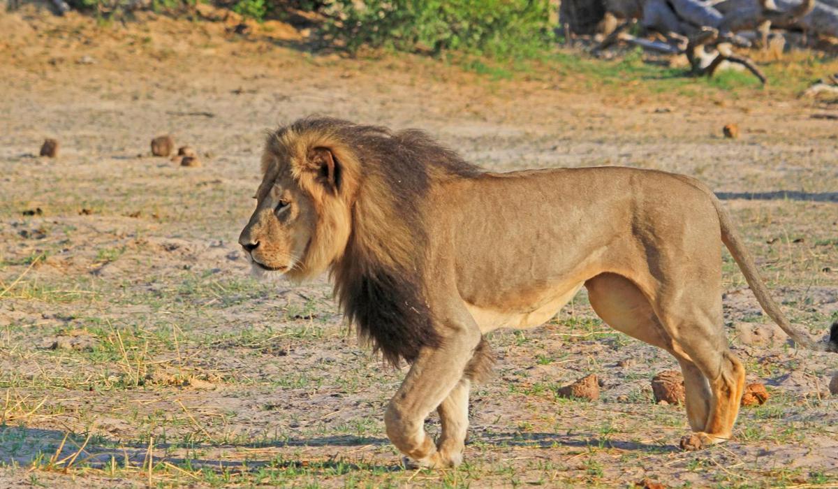 如何区分草原上的流浪雄狮与狮群里的狮王?