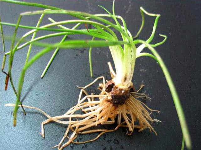 水田里的"野韭菜",曾是农民爱吃的野菜,如今已成i