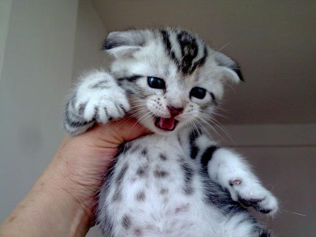 世界上最受欢迎的9种宠物猫 中国狸花猫榜上有名 你养了吗 狸花猫