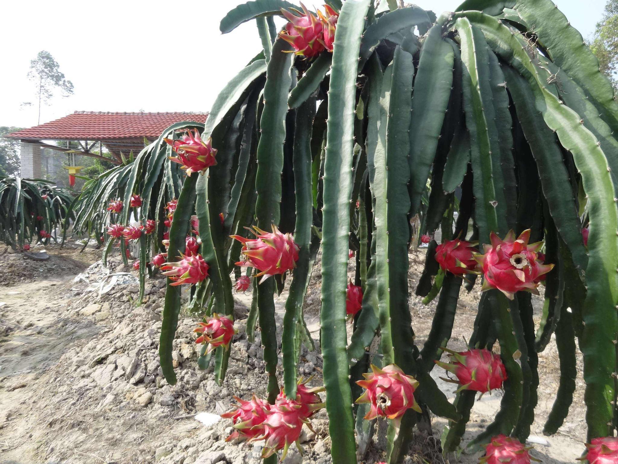 火龙果怎样种出来才能又大又甜注意这些细节结果包你满意