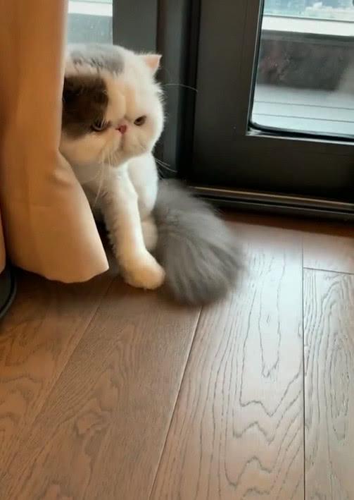 魔鬼猫降噪什么原理_魔鬼恋人图片(3)