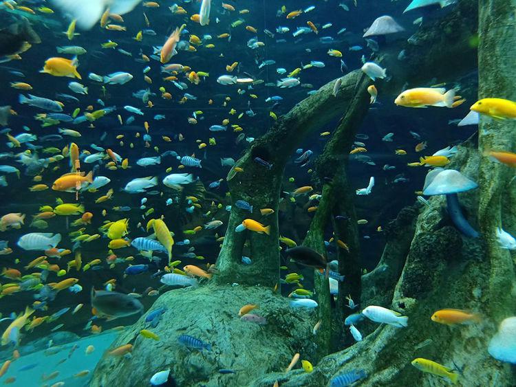 重庆汉海海洋公园,满足你对海洋的好奇心