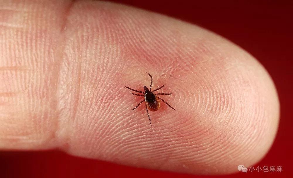 蜱虫|小黑痣|蜱_新浪新闻